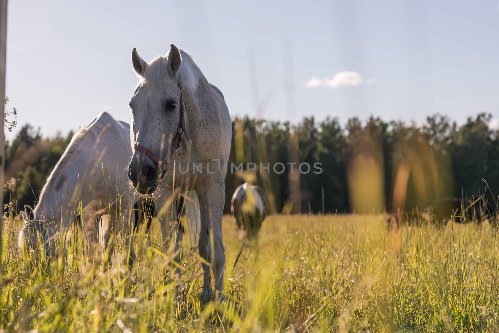 couple of white horses graze in a paddock. by skrotov