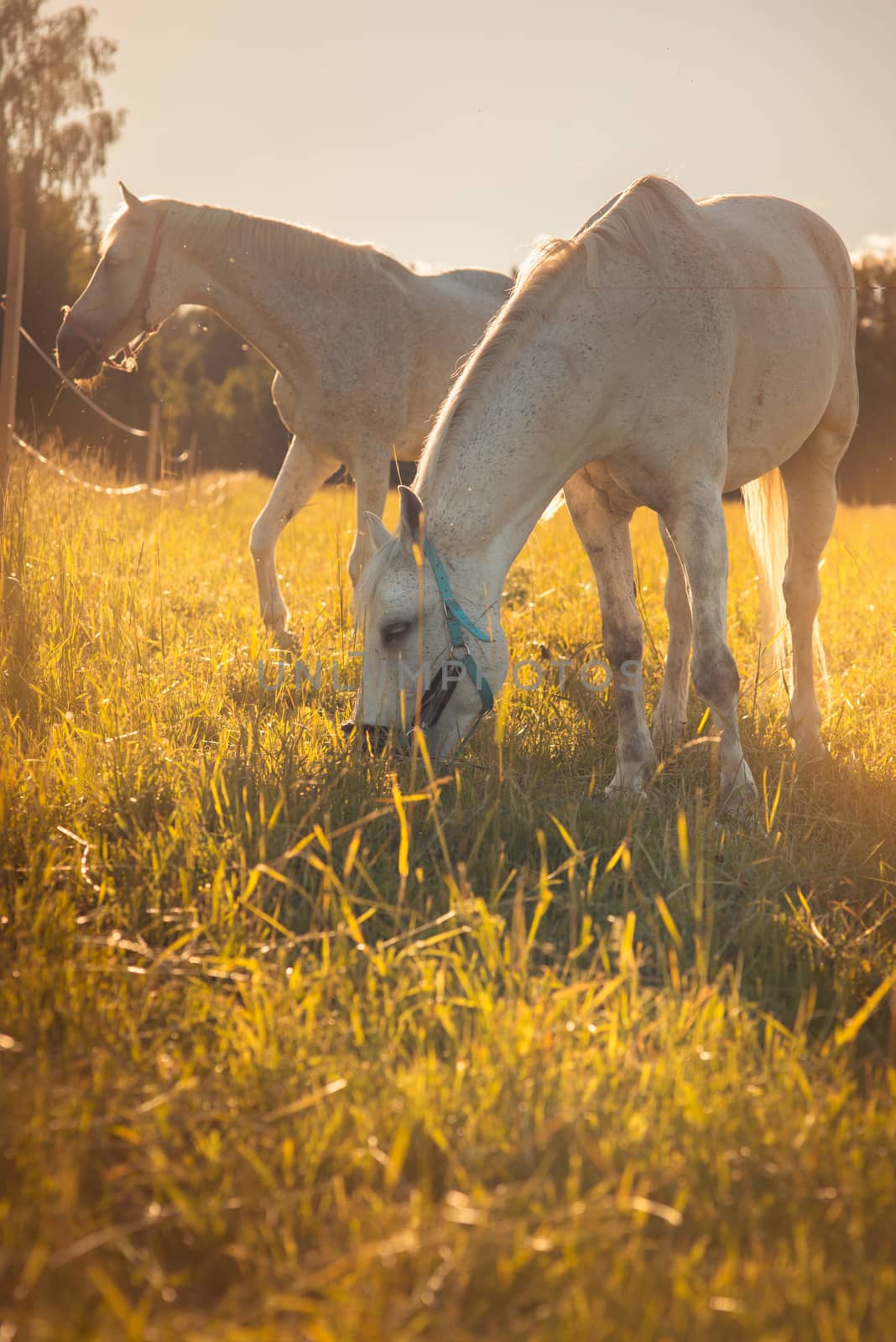 couple of white horses graze in a paddock. by skrotov