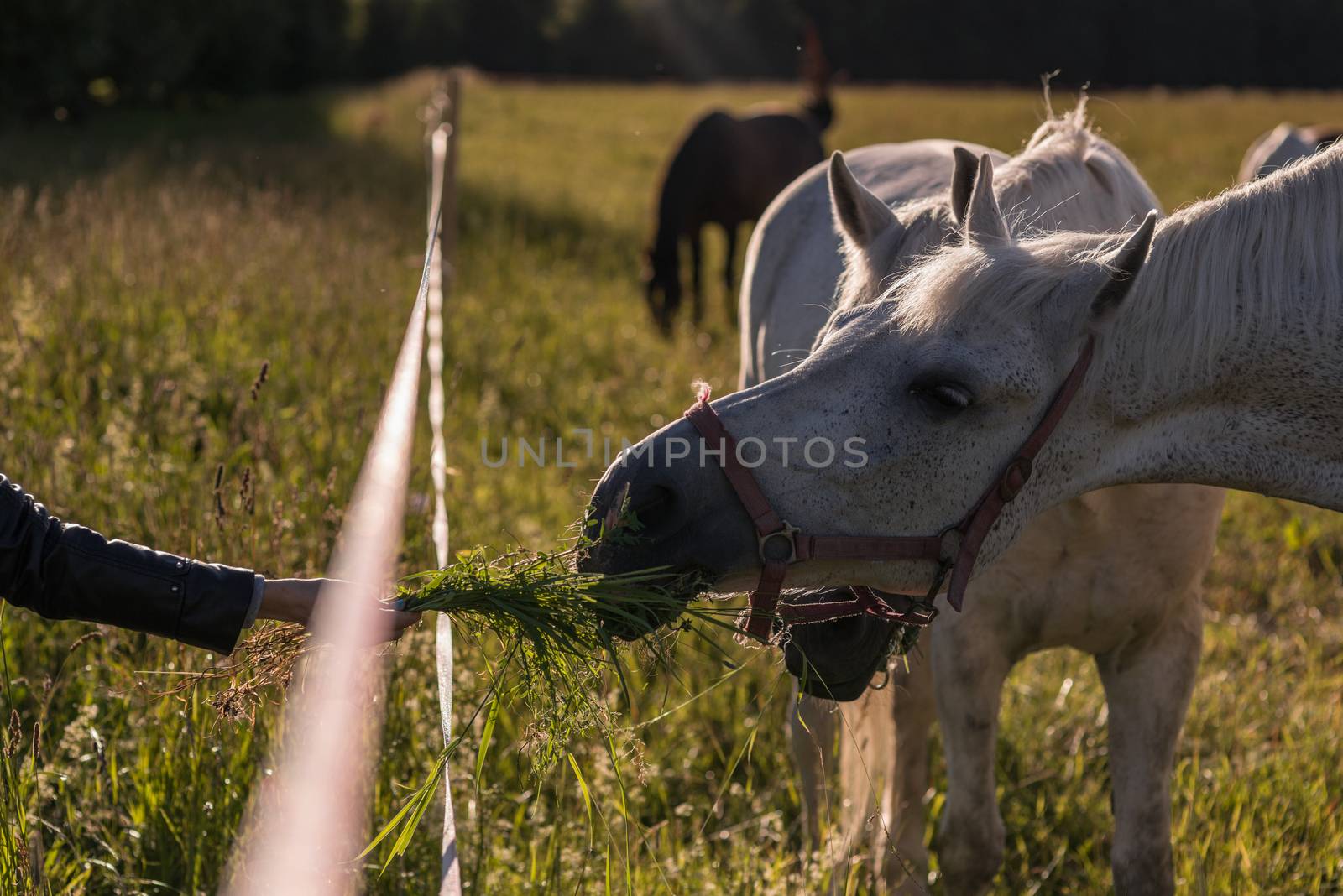 girl feeding couple of white horses graze in a paddock. by skrotov