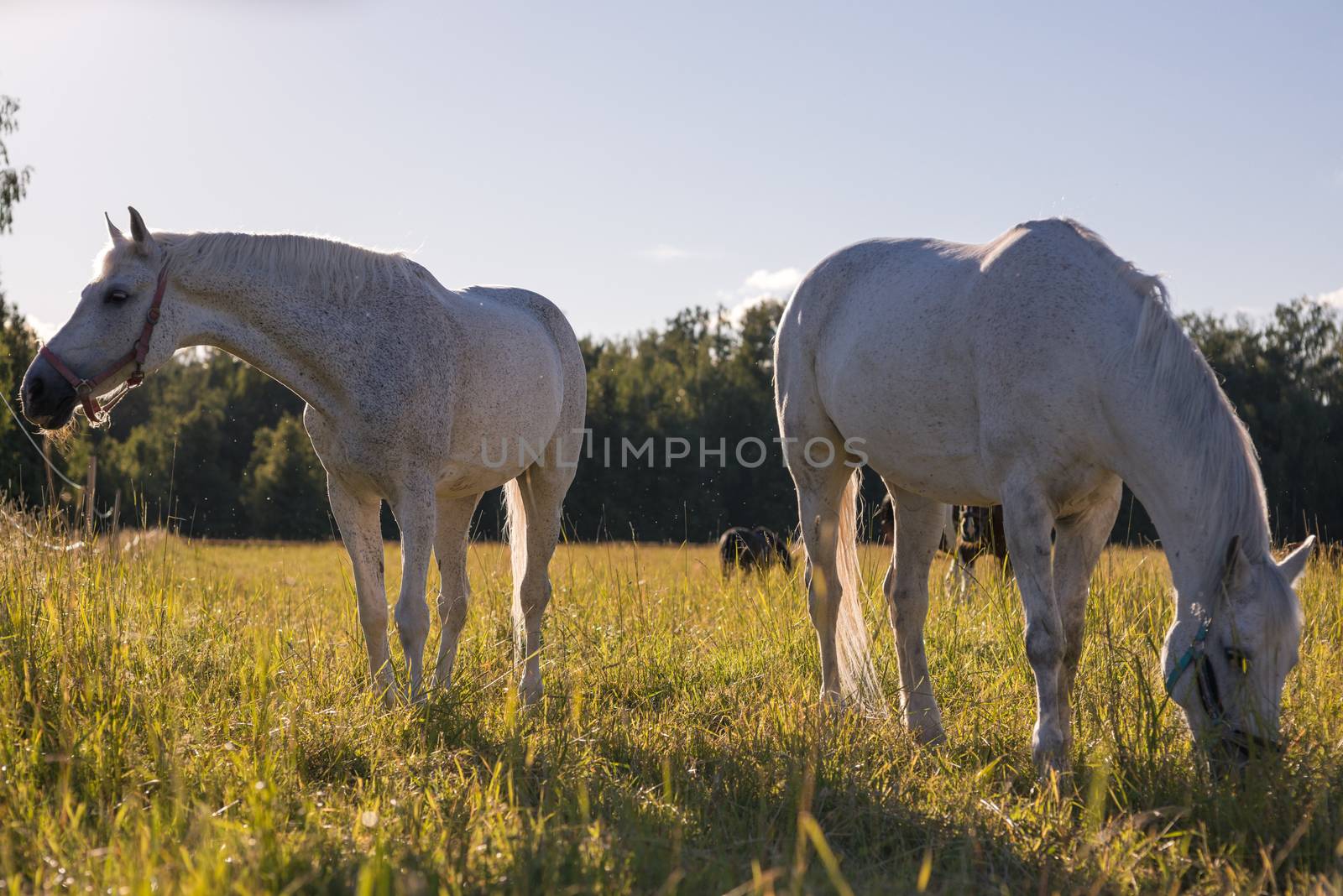 couple of white horses graze in a paddock