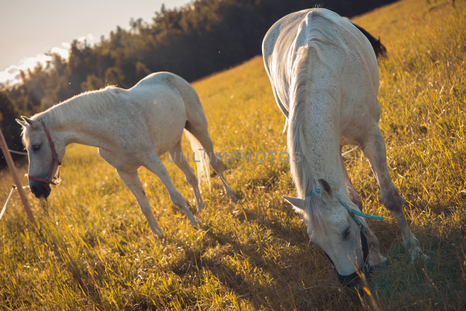 couple of white horses graze in a paddock