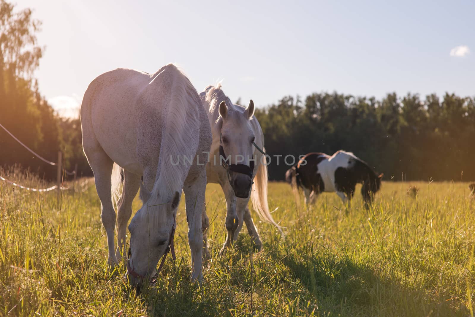 couple of white horses graze in a paddock