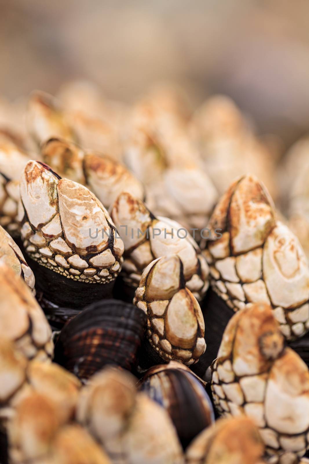 Gooseneck barnacle Pollicipes polymerus clusters cling to rocks with mussels in a tidal zone in Laguna Beach, California as the ocean seawater rolls in at high tide.