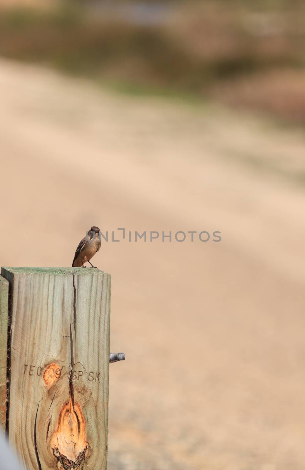 Grey Tree swallow bird, Tachycineta bicolor, sits on a stump at the San Joaquin wildlife sanctuary, Southern California, United States