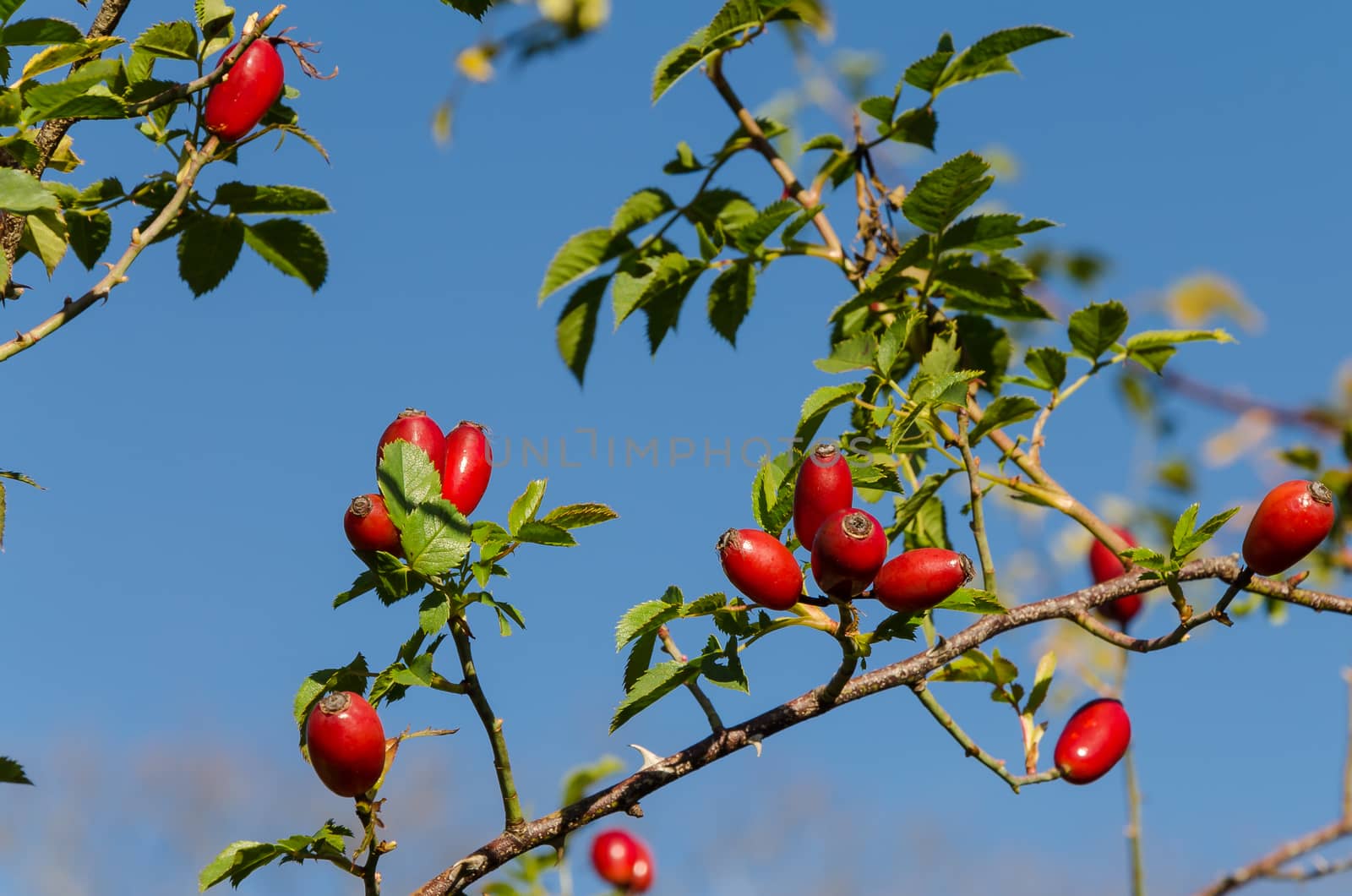 some red berries on the branches of the tree