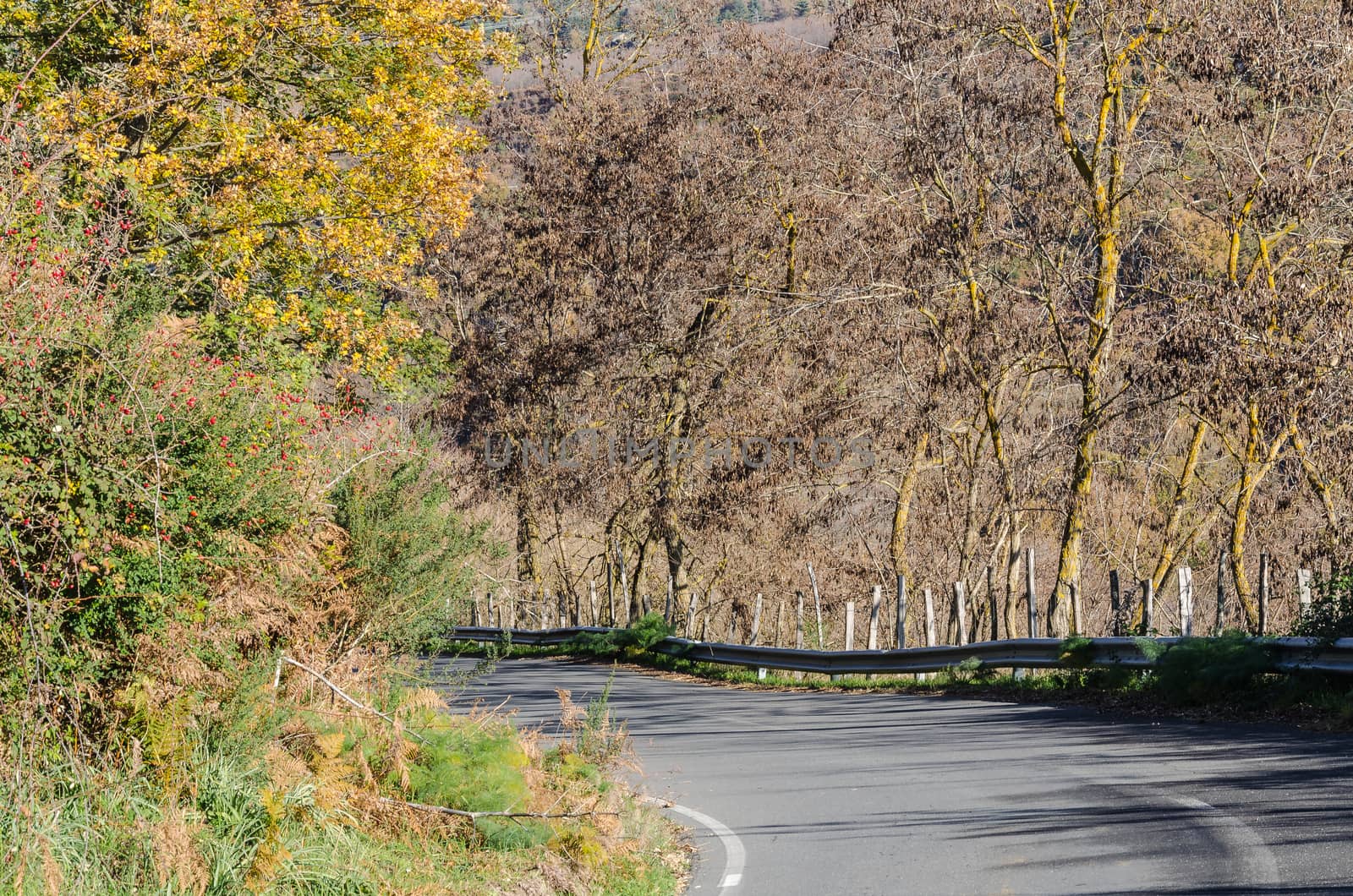 the typical street in a forest Sicilian