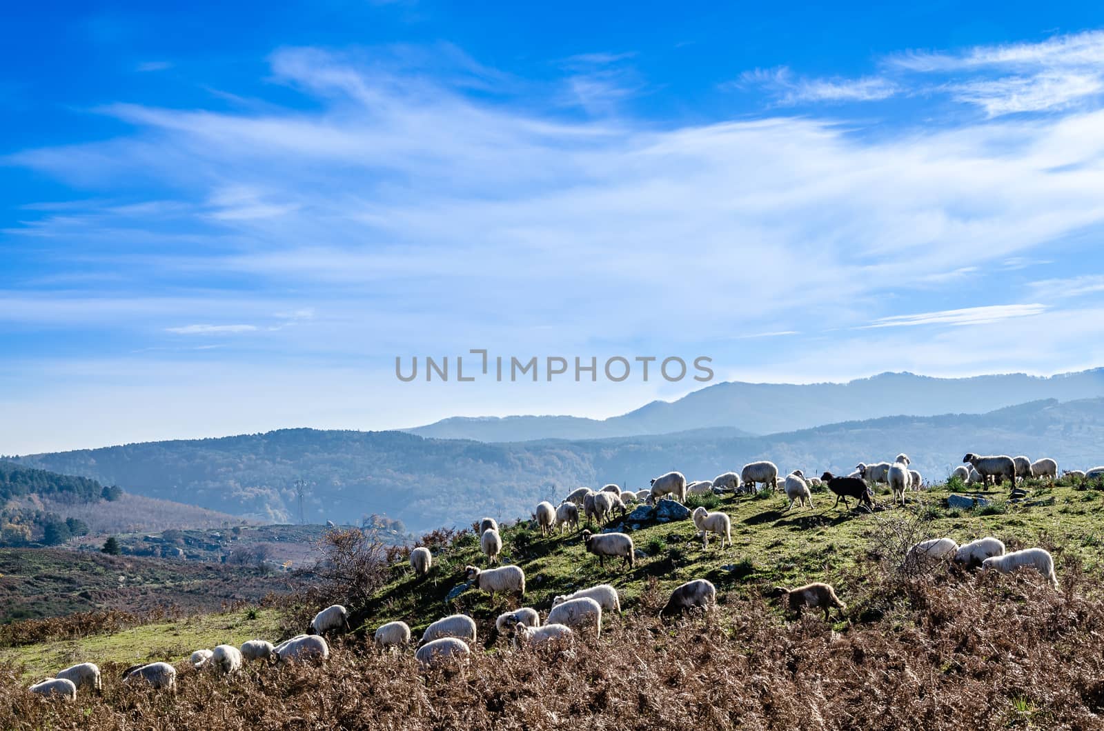 sheep grazing in the high mountains