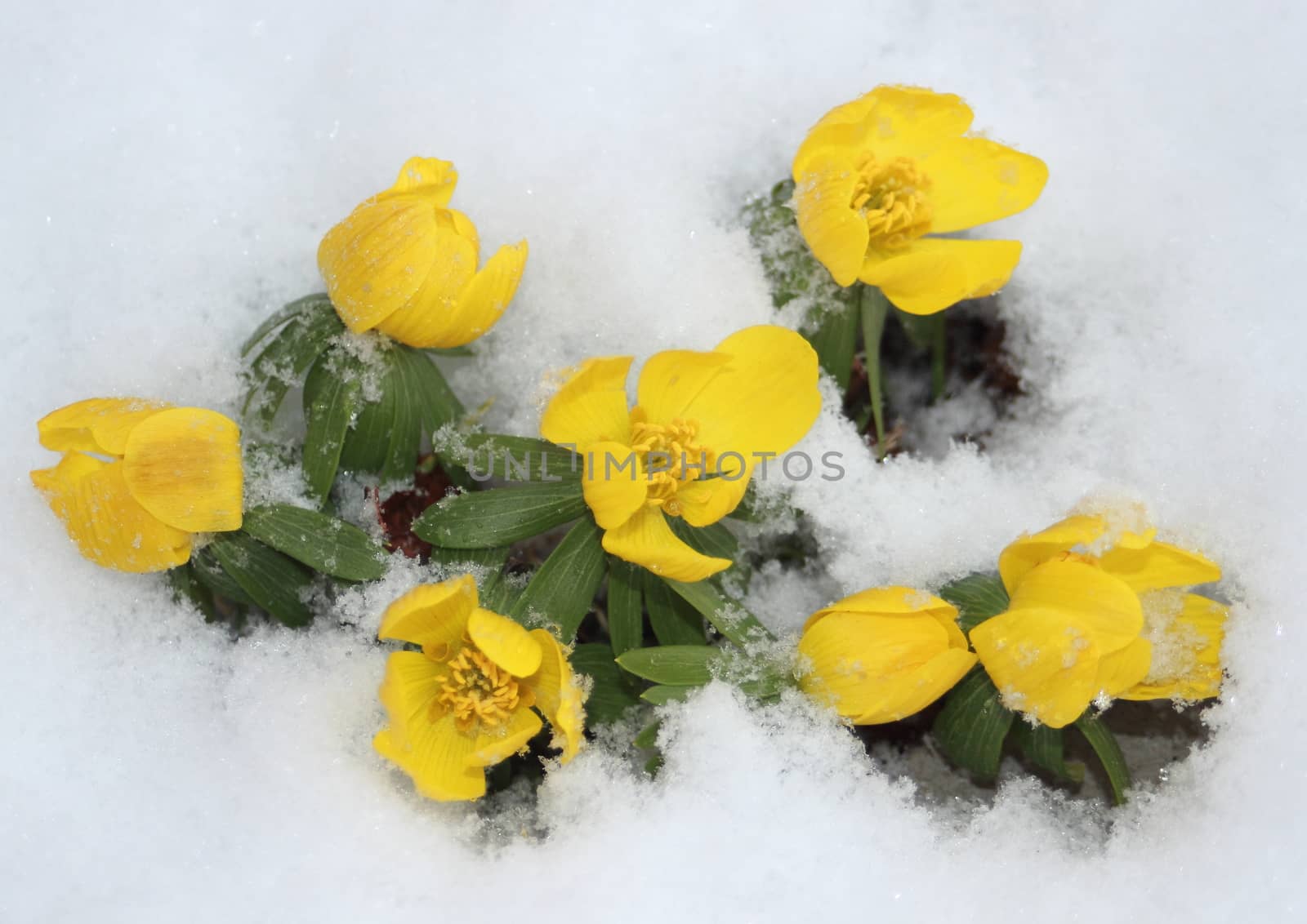 Yellow eranthis flower in snowy garden in early spring