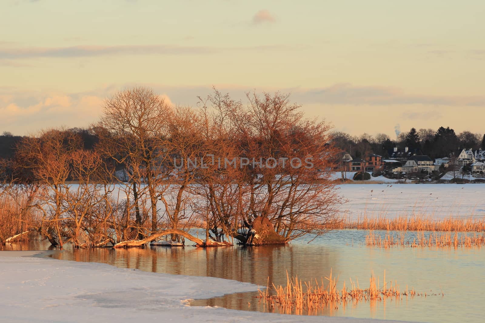 Trees at partly frozen lake in evening at winter time by HoleInTheBox