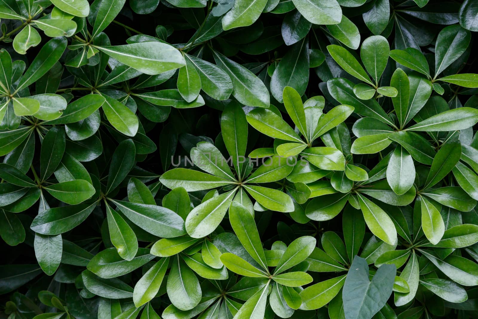 Close up detailed view of green small leaves as texture.