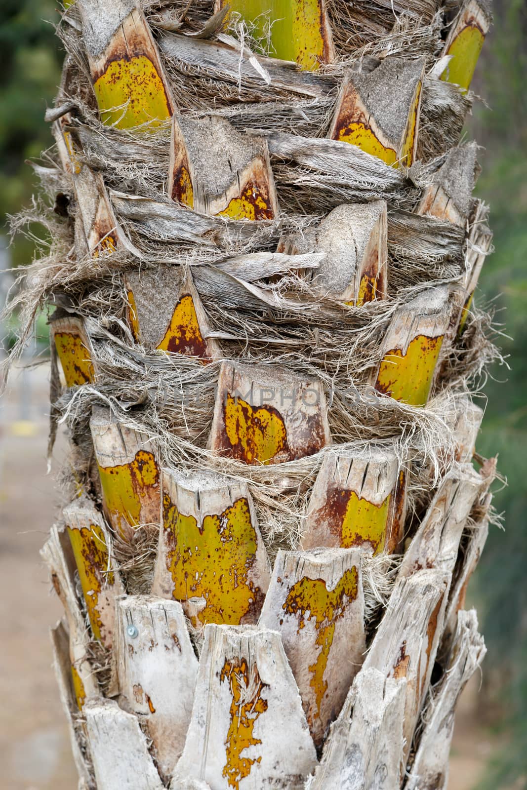 Close up detailed view of dry palm tree root.