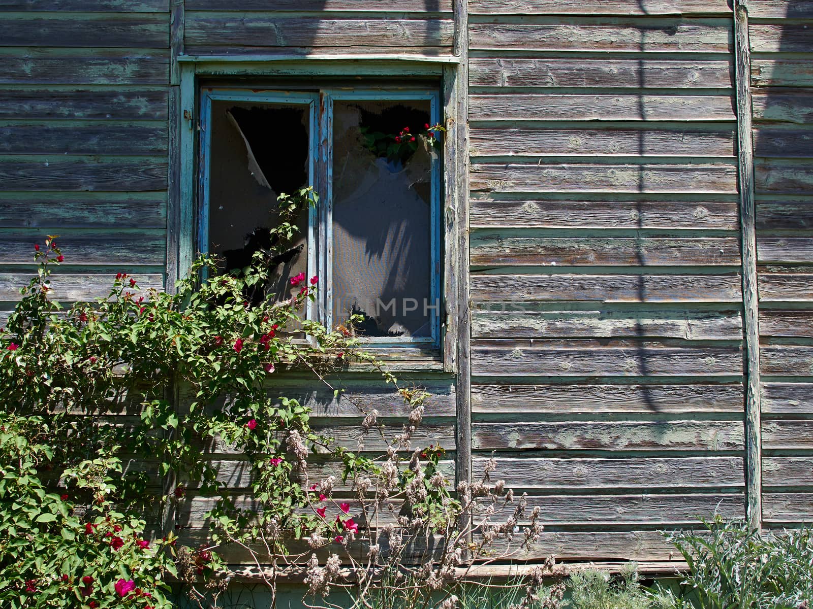 Details of an old weathered abandoned western colonial style wooden house shed