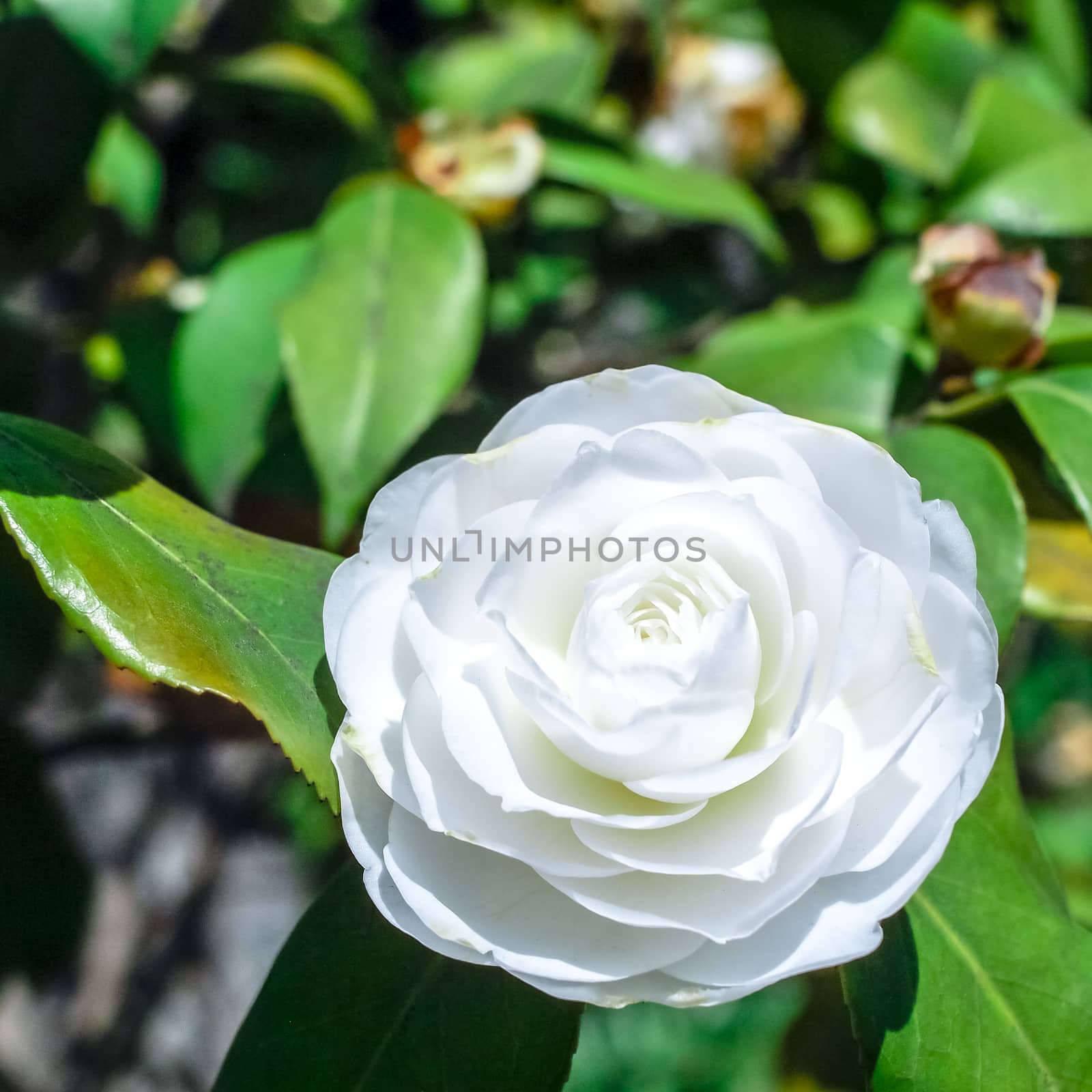 Flowering in a  tree. Spring. White flower with stamens closeup