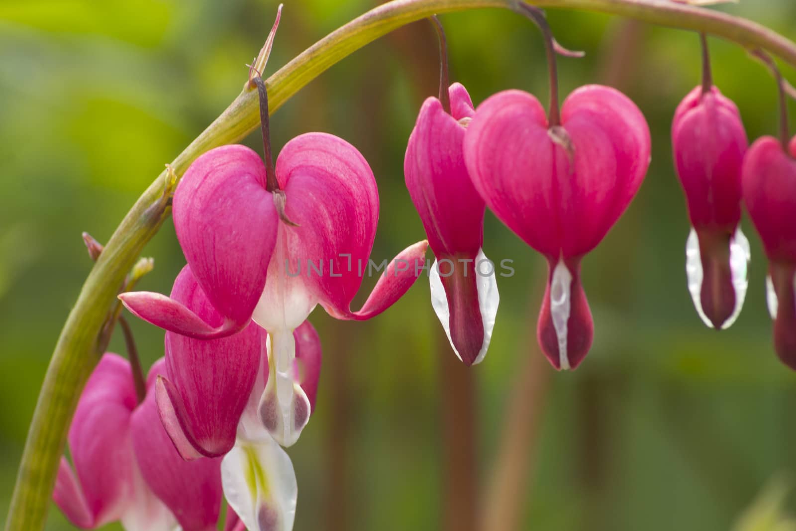 Pink Heart Plant
