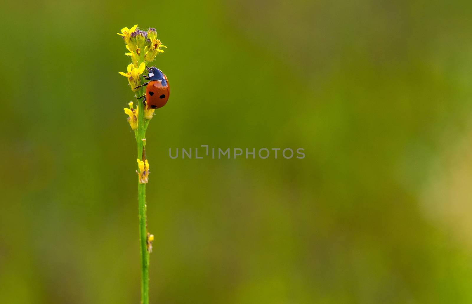 A ladybug perching on the top of a weed