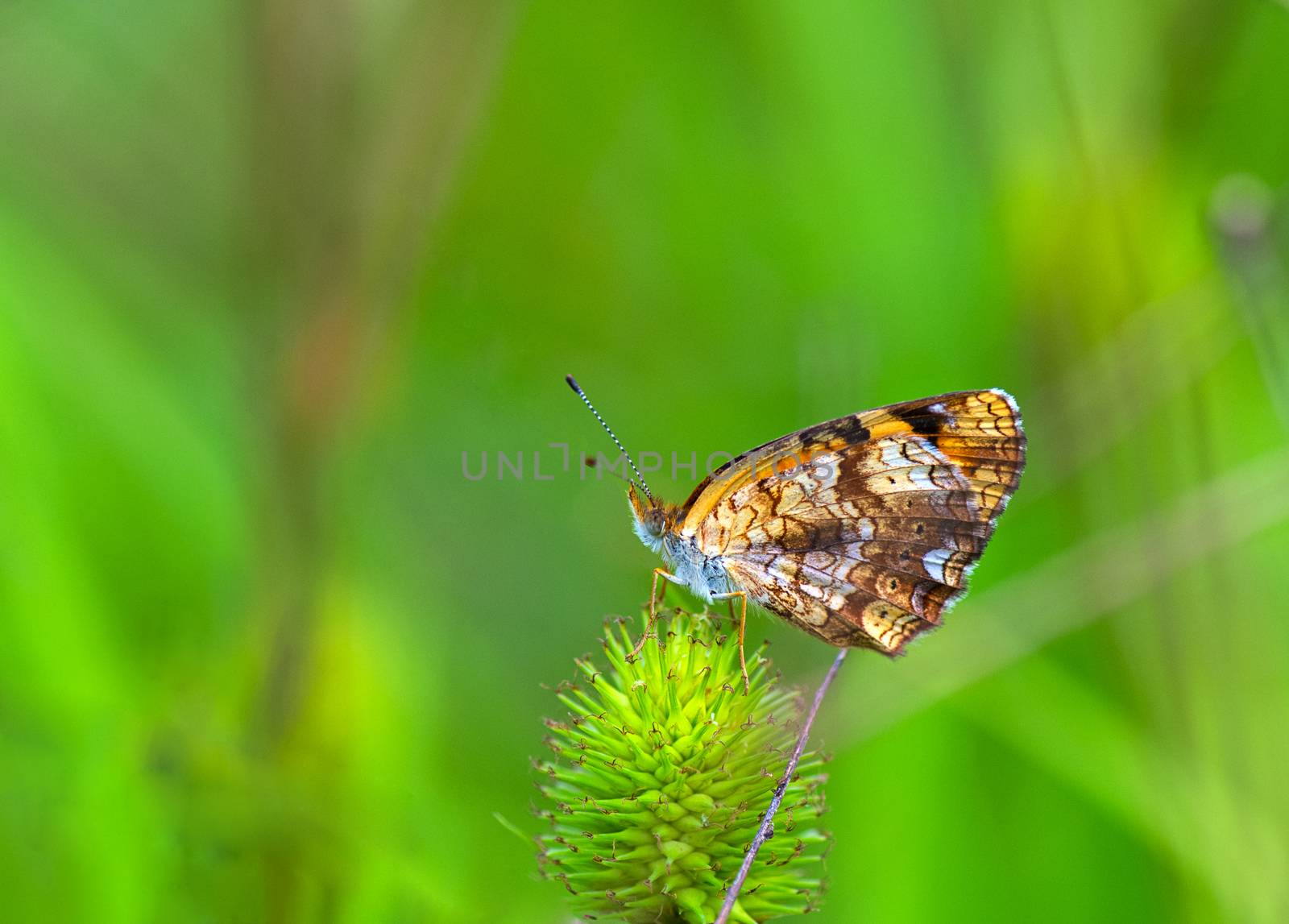 A closer photo of Silvery Checkerspot butterfly
