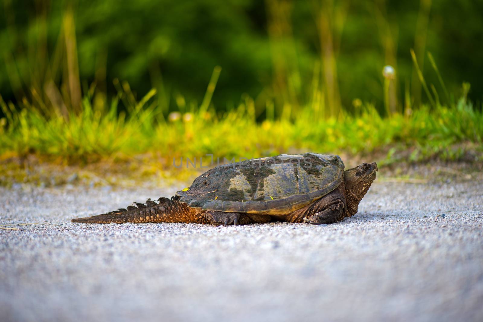 Close Encounter with an common snapping turtle on a sunny day