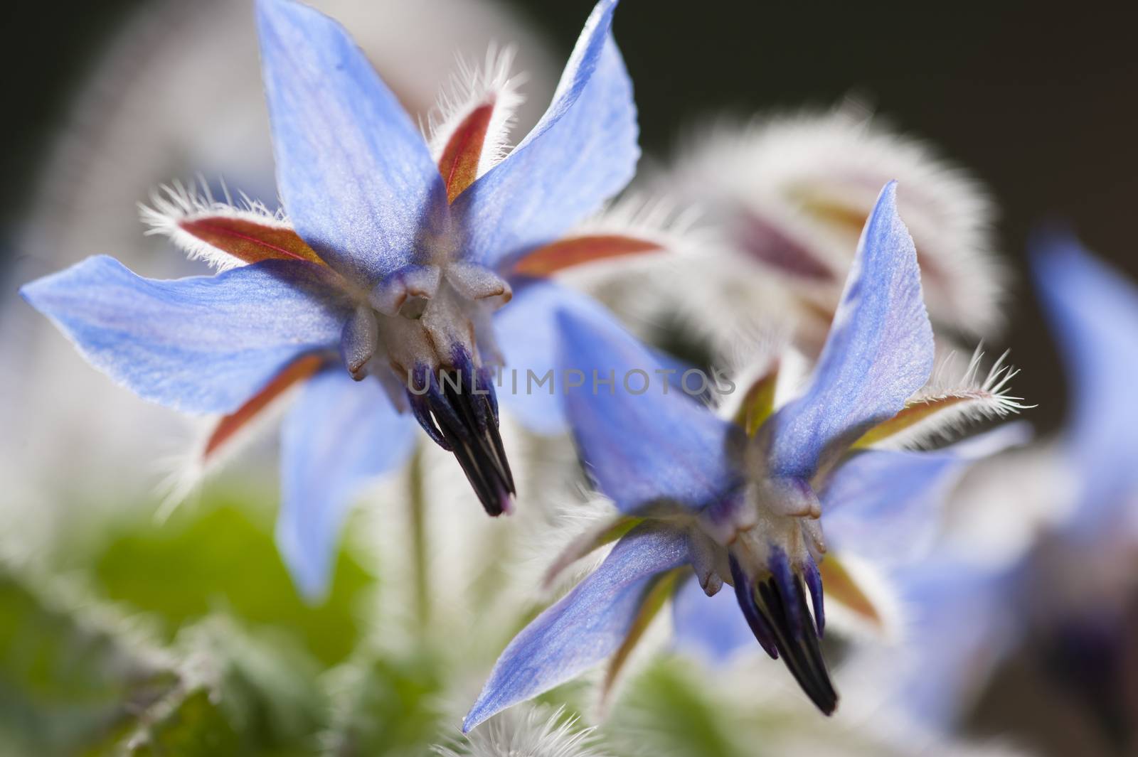 Borage flowers, starflower,  by AlessandroZocc