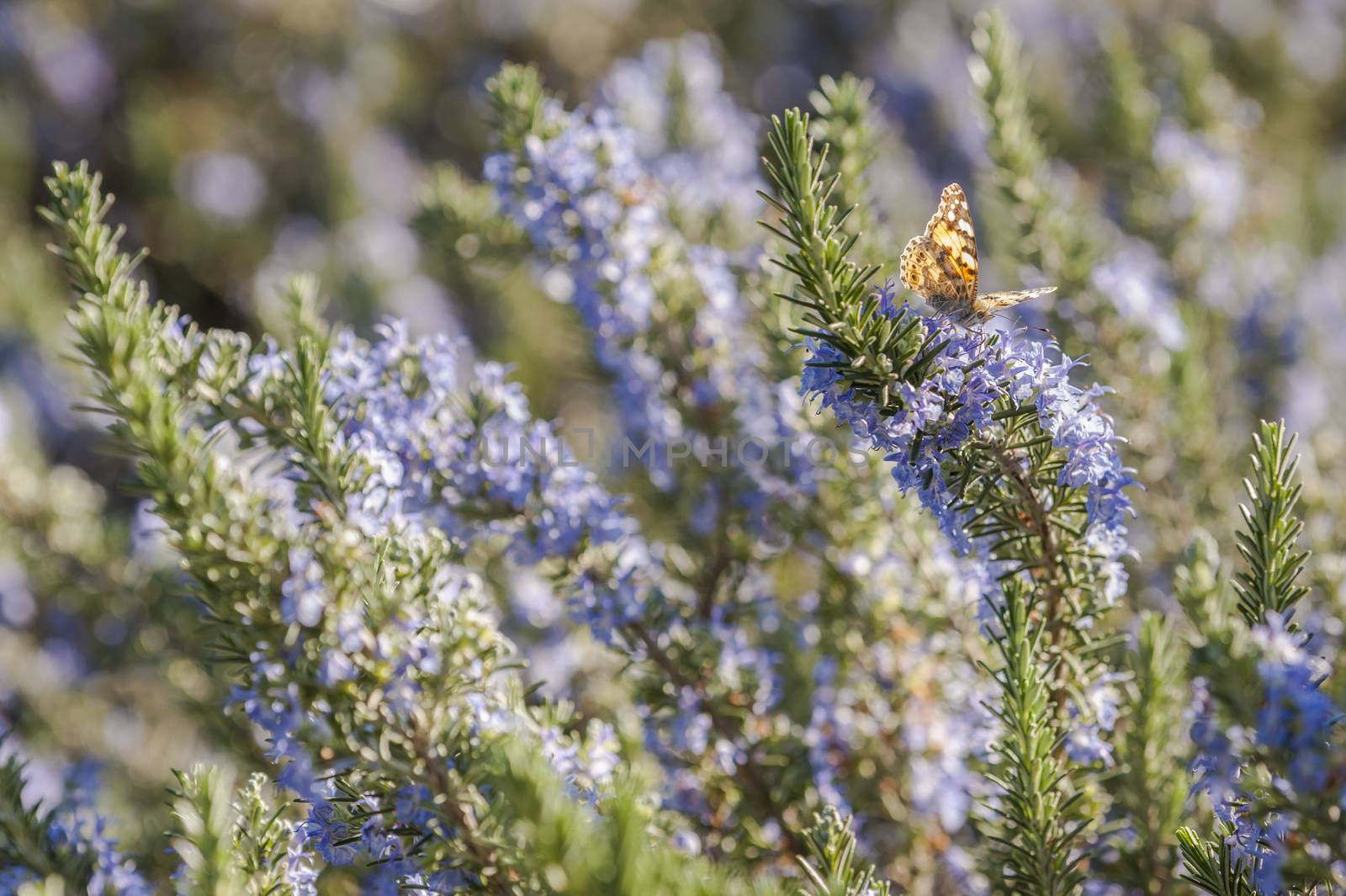Rosemary plant closeup with blue flowers in full bloom.