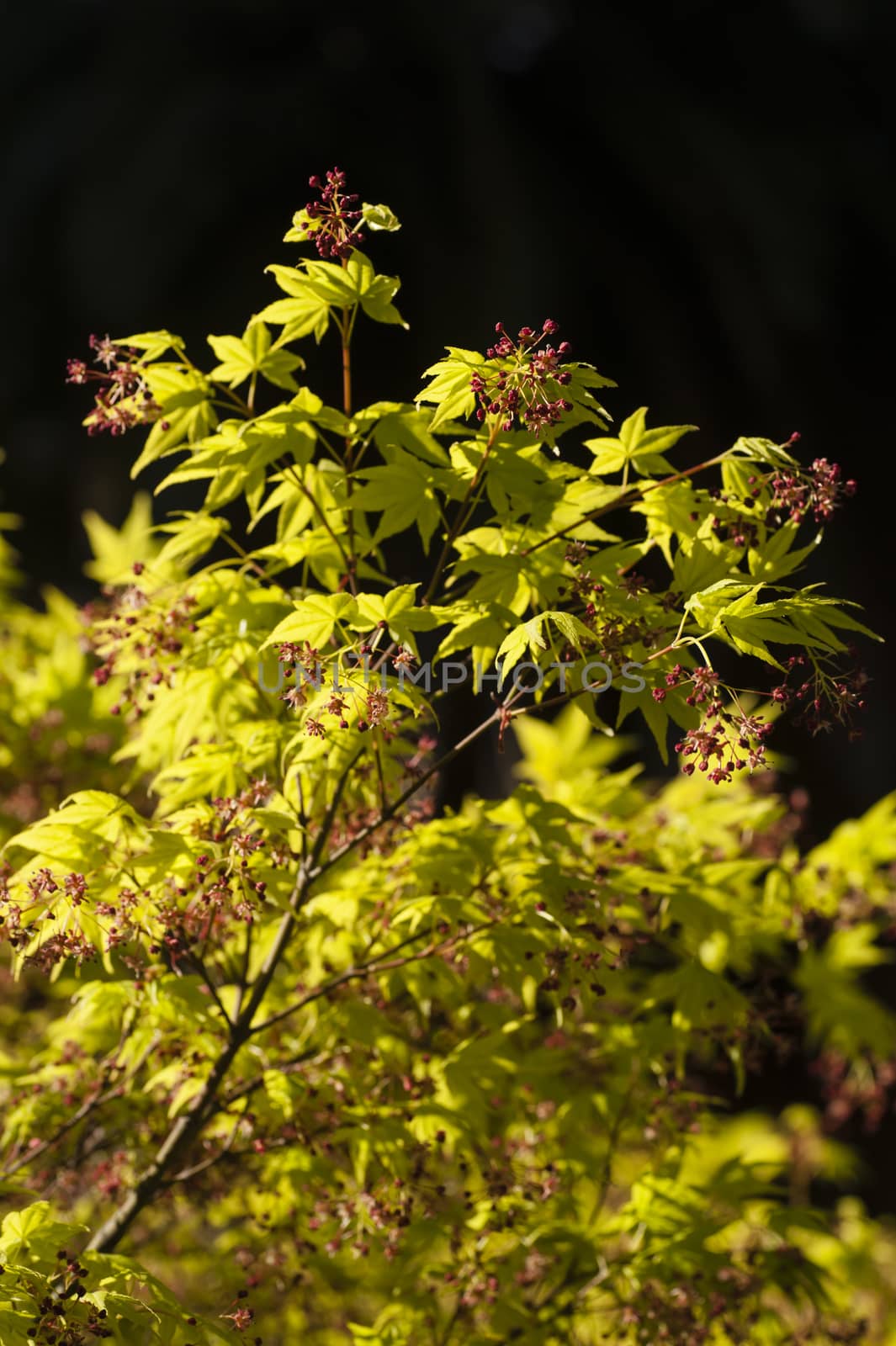 Maple tree with yellow green leaves and Spring red flowers, Acer palmatum