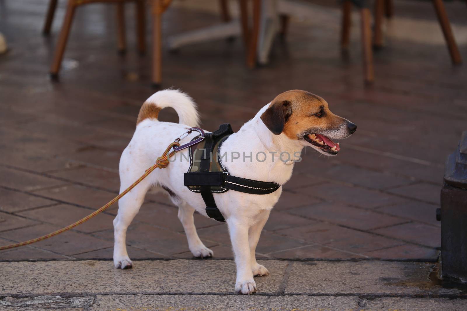 Jack Russell Terrier Wearing Harness in Nice, France