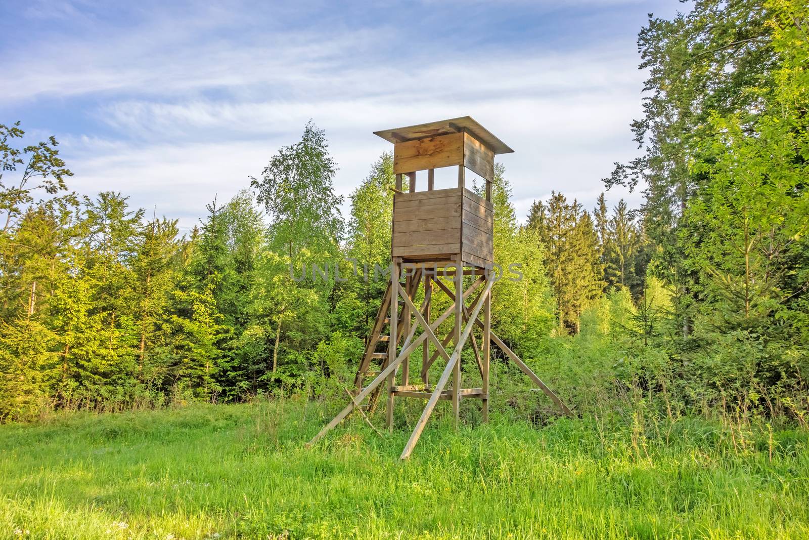 Deerstand in the forest surrounded by trees, meadow in front