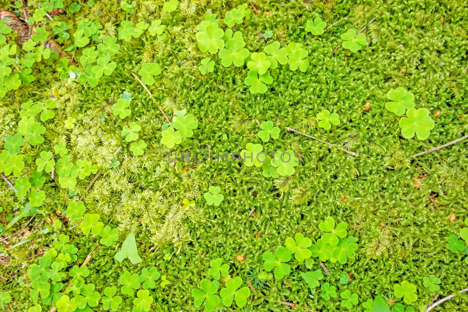 Green forest floor - moss with shamrocks