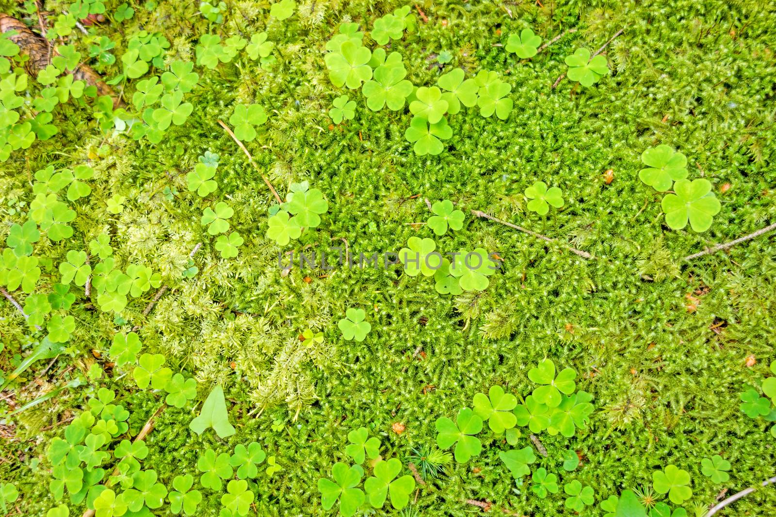 Forest floor with trefoils by aldorado