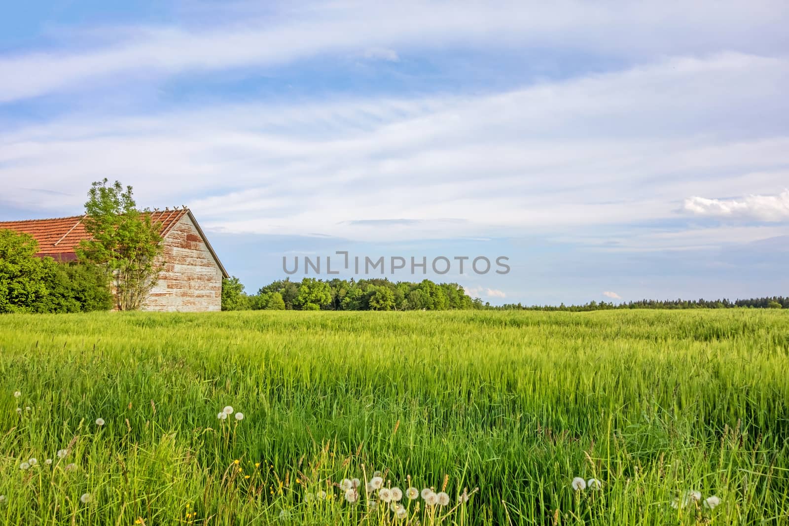 Rural landscape with corn field, meadow and barn by aldorado