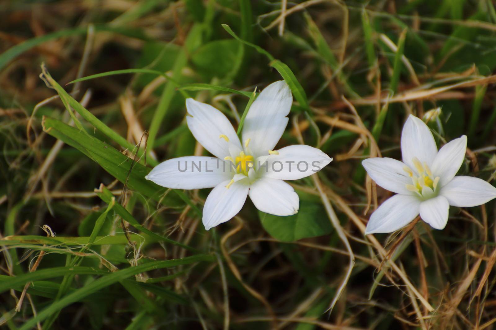 Nice macro photos of beautiful bright insects. Only in NATURAL environment.