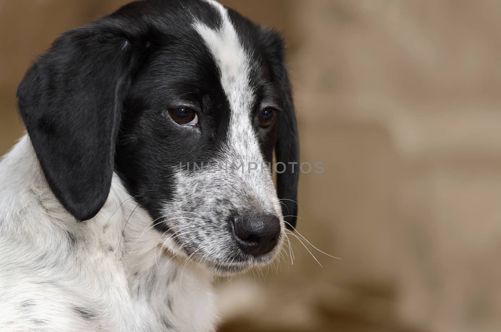 Sad puppy without a master, portrait and place for text