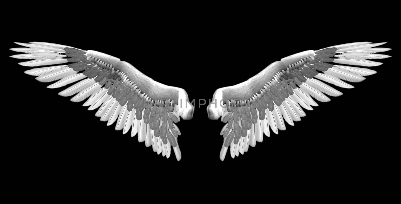 white wings by marinini