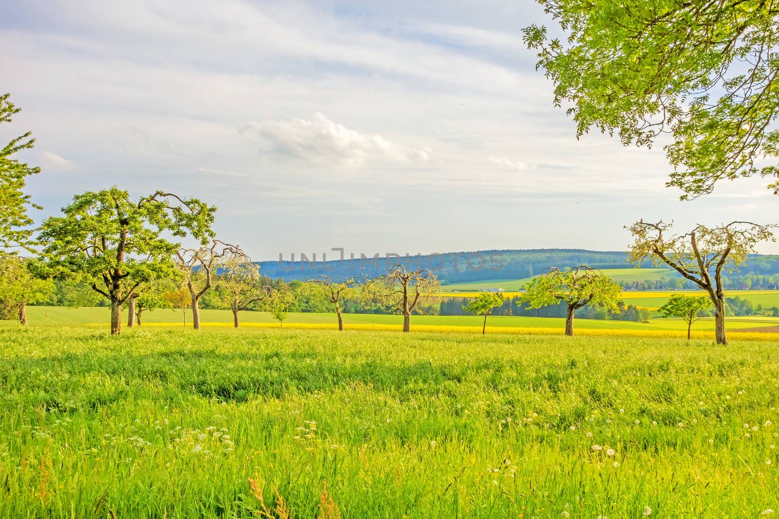 green meadow with fruit trees, canola field in the background