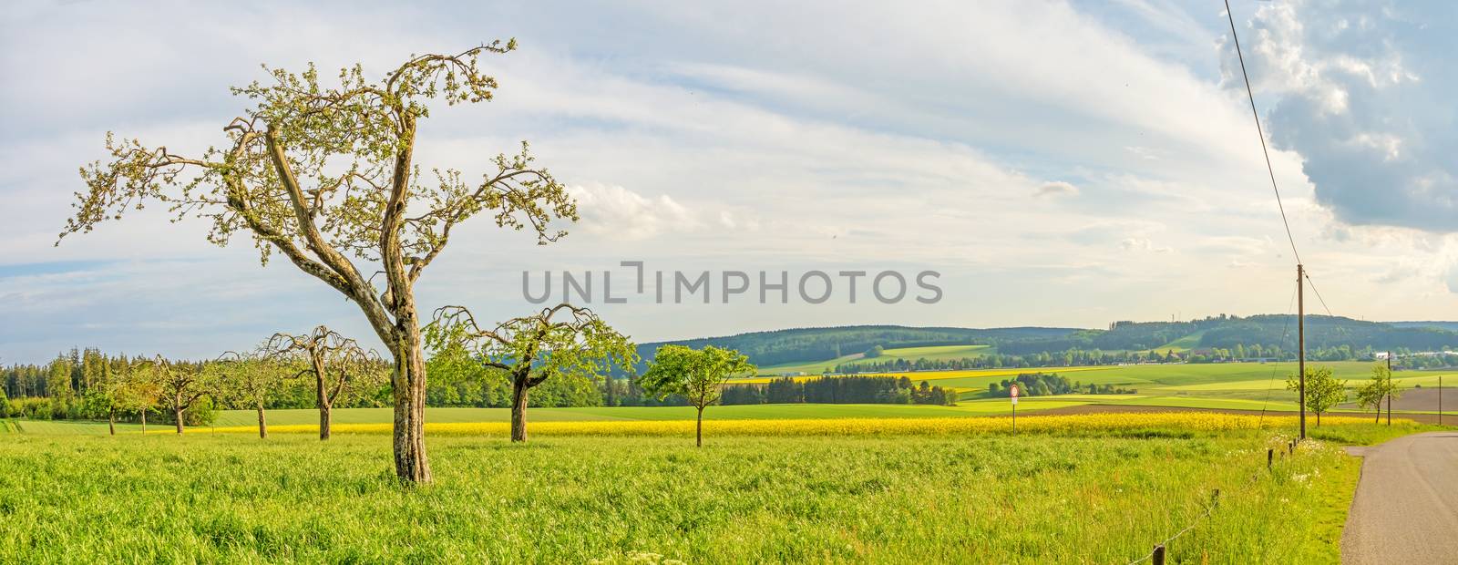 green meadow with fruit trees panorama, canola field in the background, road on the right