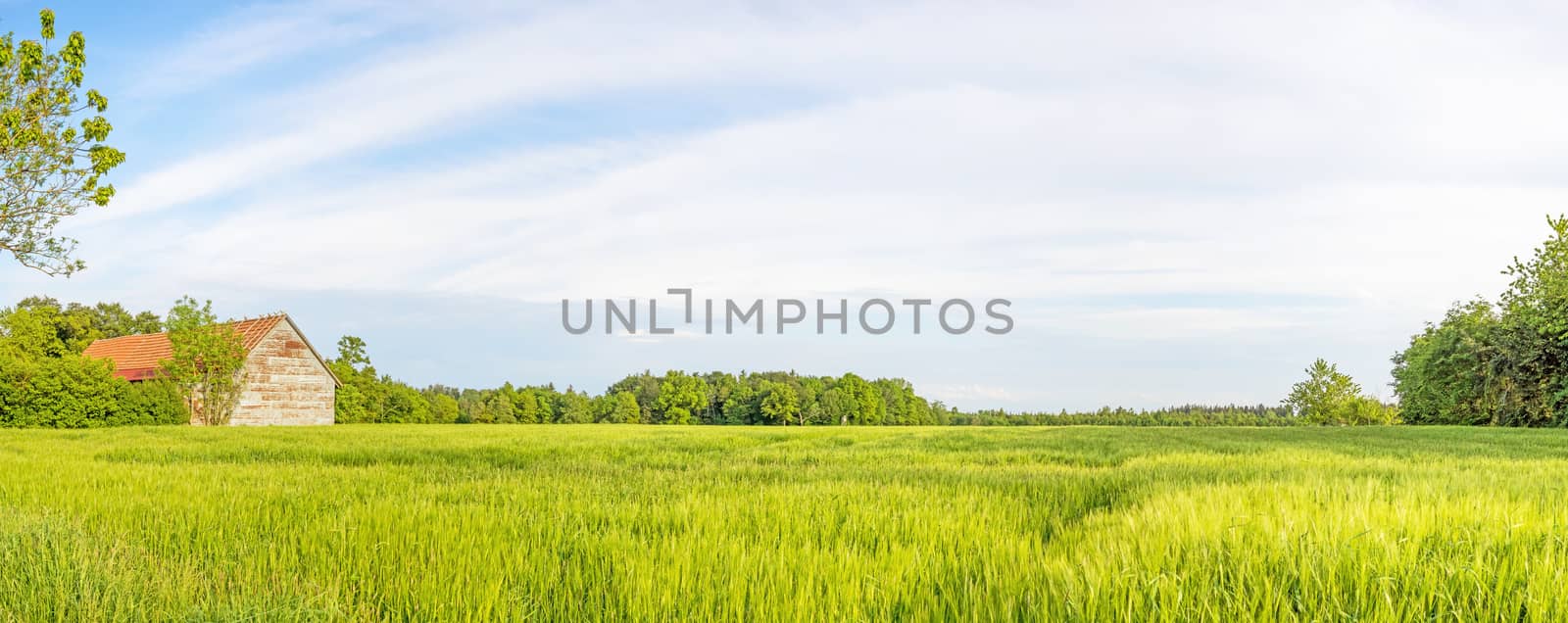 Rural green landscape panorama with wheat field and old barn, blue sky