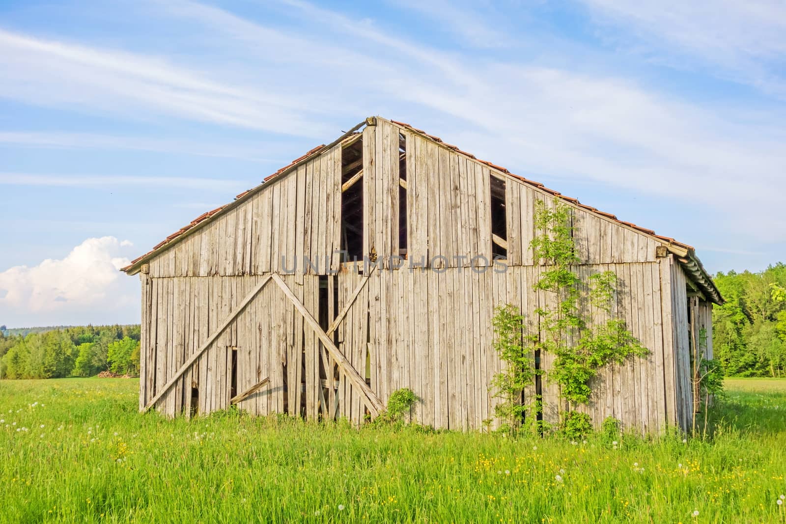 Old grey, weathered barn on green meadow, blue sky with clouds