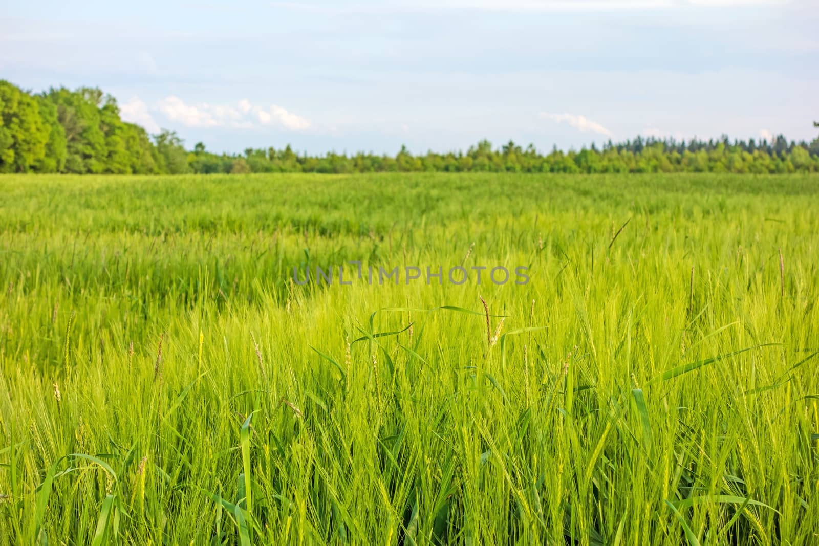 green wheat field and cloudy sky by aldorado