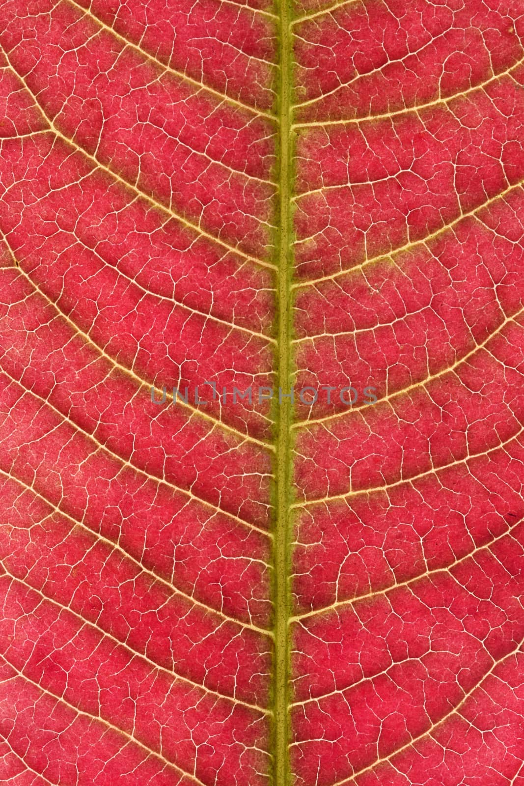 abstract texture blood red tree leaf by Ahojdoma