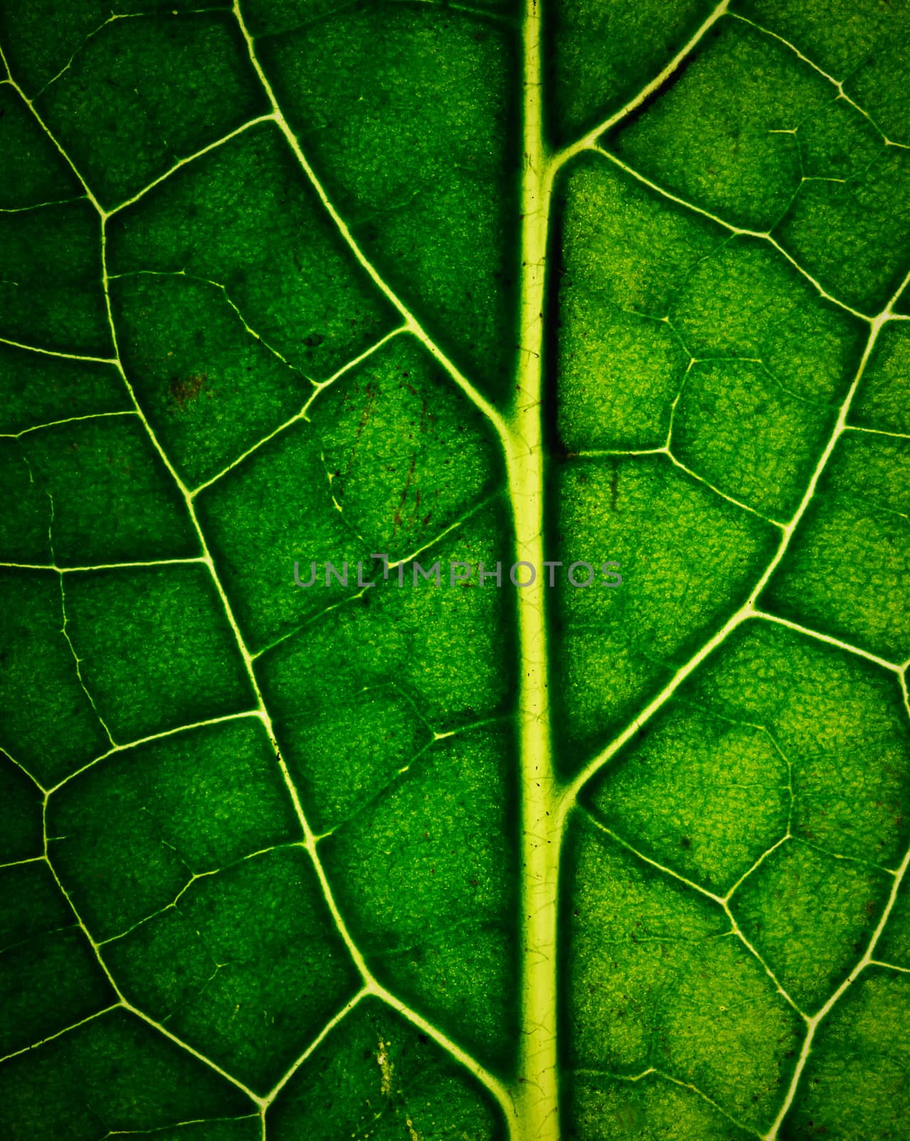 detail of dark green leaves with veins by Ahojdoma