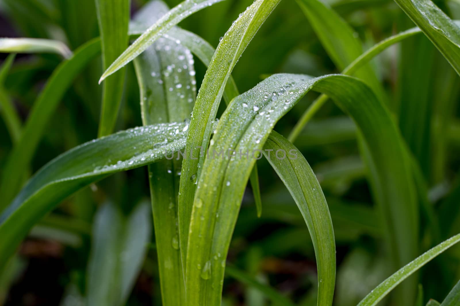 dew drops on the leaves of plants, soft, blurred