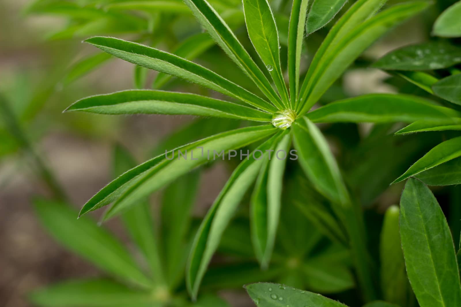 dew drops on the leaves of plants, soft, blurred