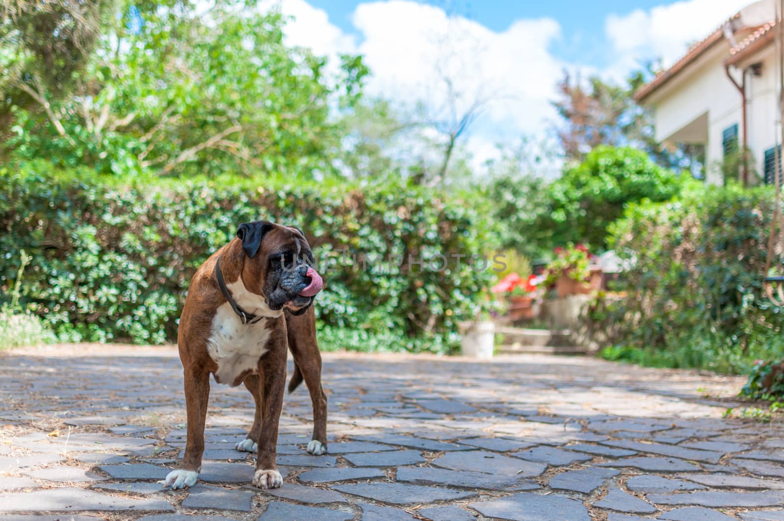 German boxer dog in a garden in a sunny day
