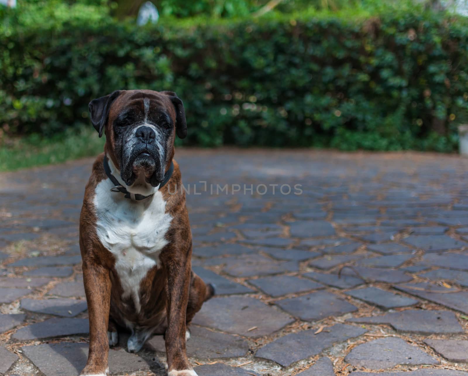 German boxer dog in a garden in a sunny day