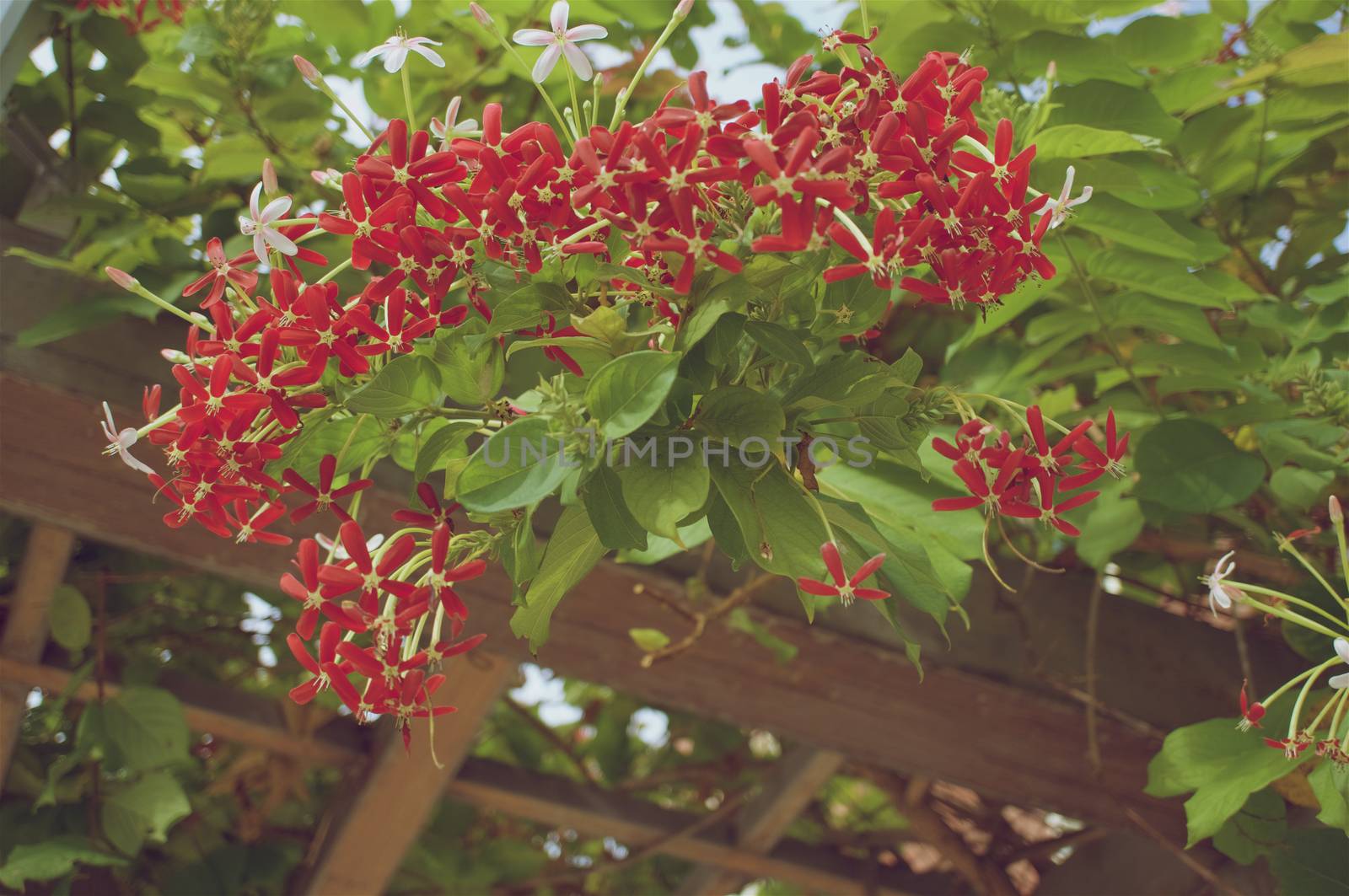 Quisqualis indica or Rangoon Creeper have red flower with green leaves with wooden frame as background in vintage style.