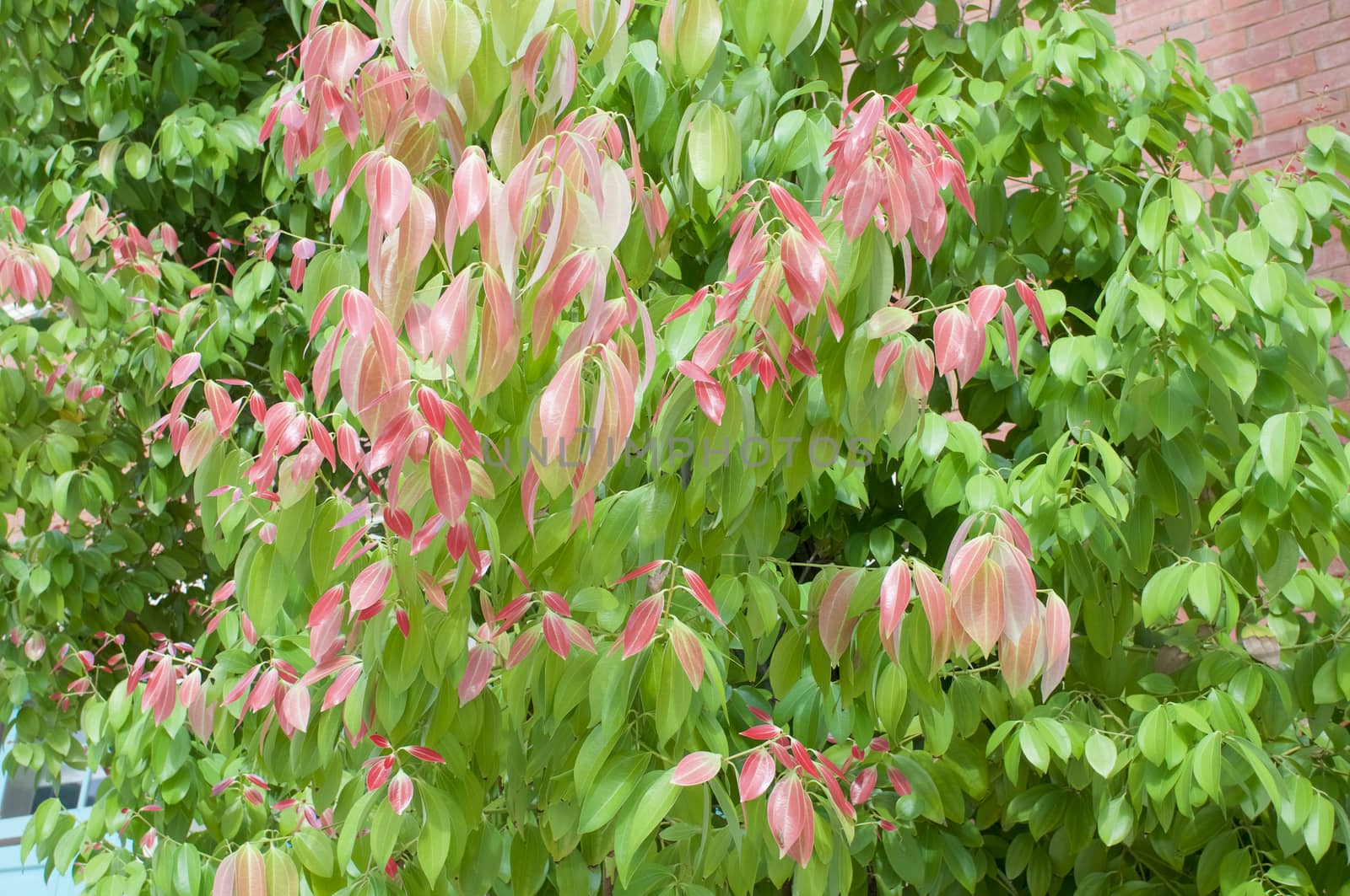 New red leaves sprout of Cinnamomum tamala (Hamilton) by eaglesky