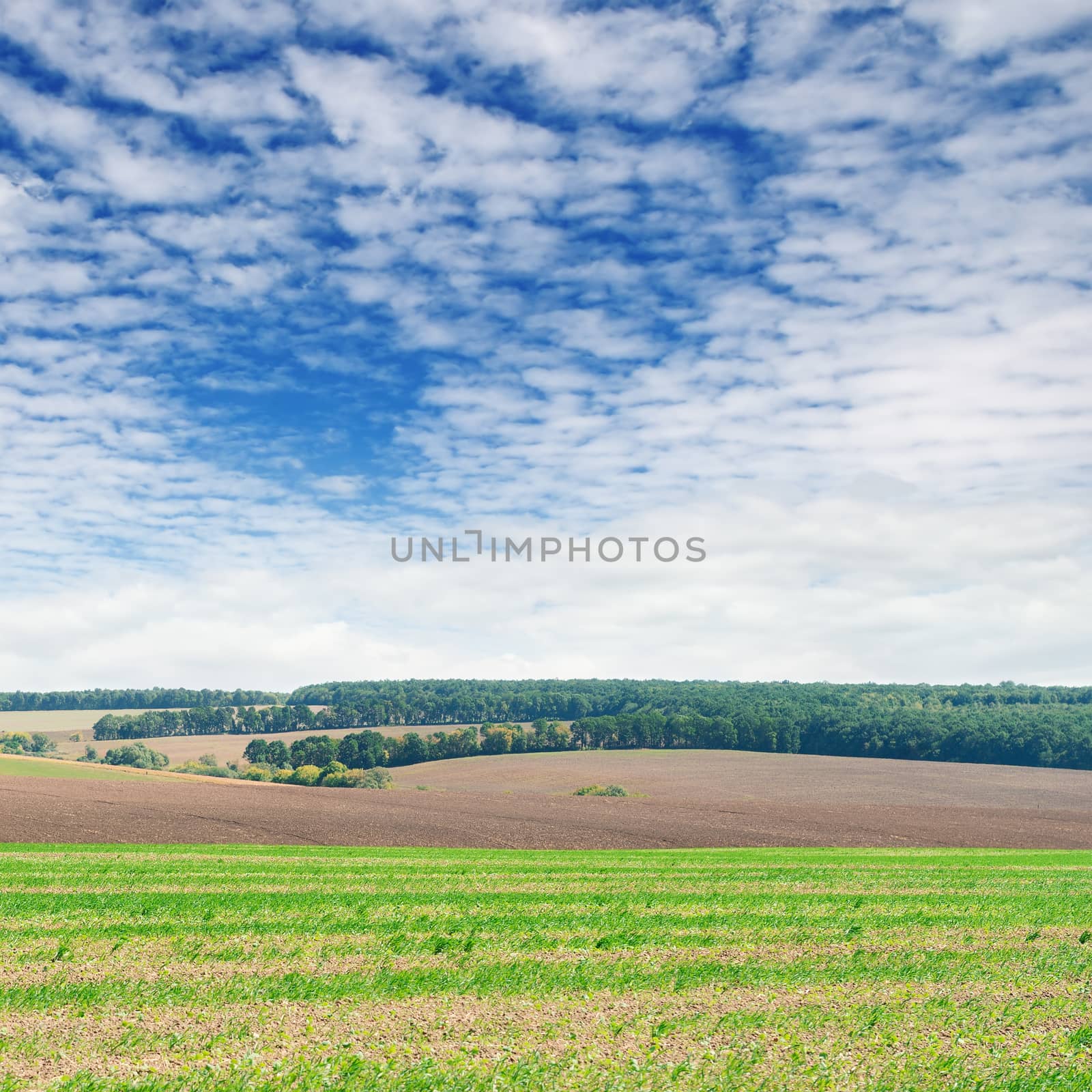 fields and blue sky by galina_velusceac