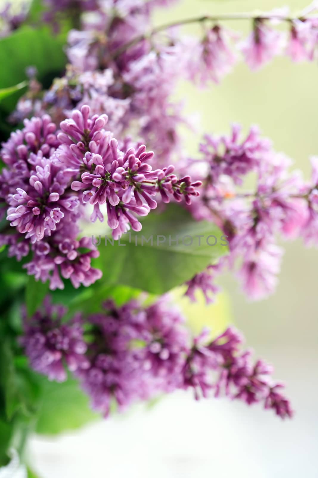 Closeup of purple lilac twig against green leaves background