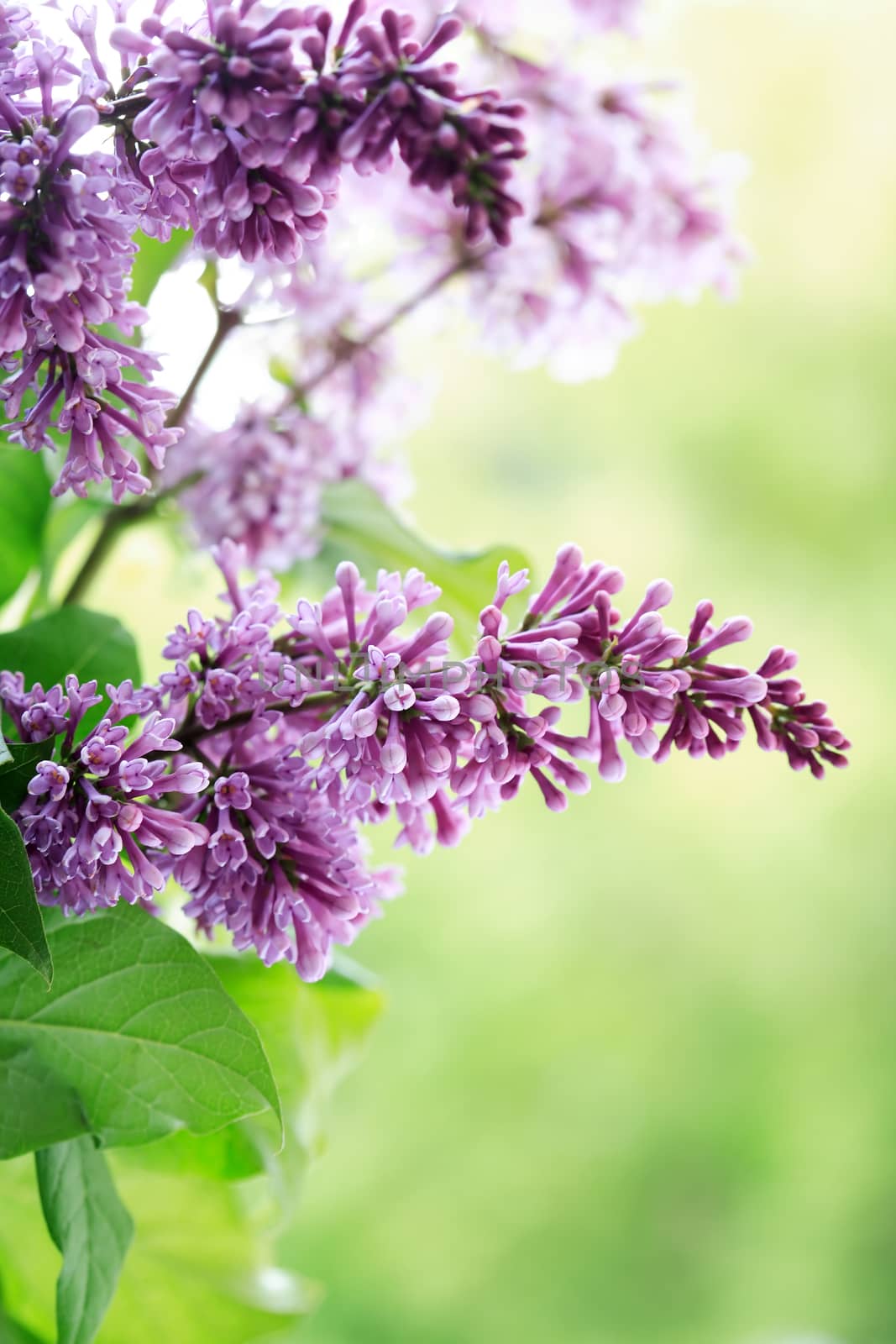 Closeup of purple lilac twig against green leaves background