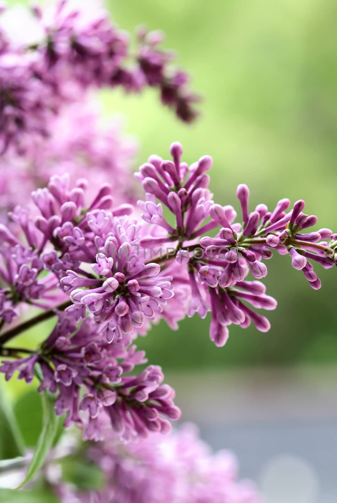 Closeup of purple lilac twig against green leaves background