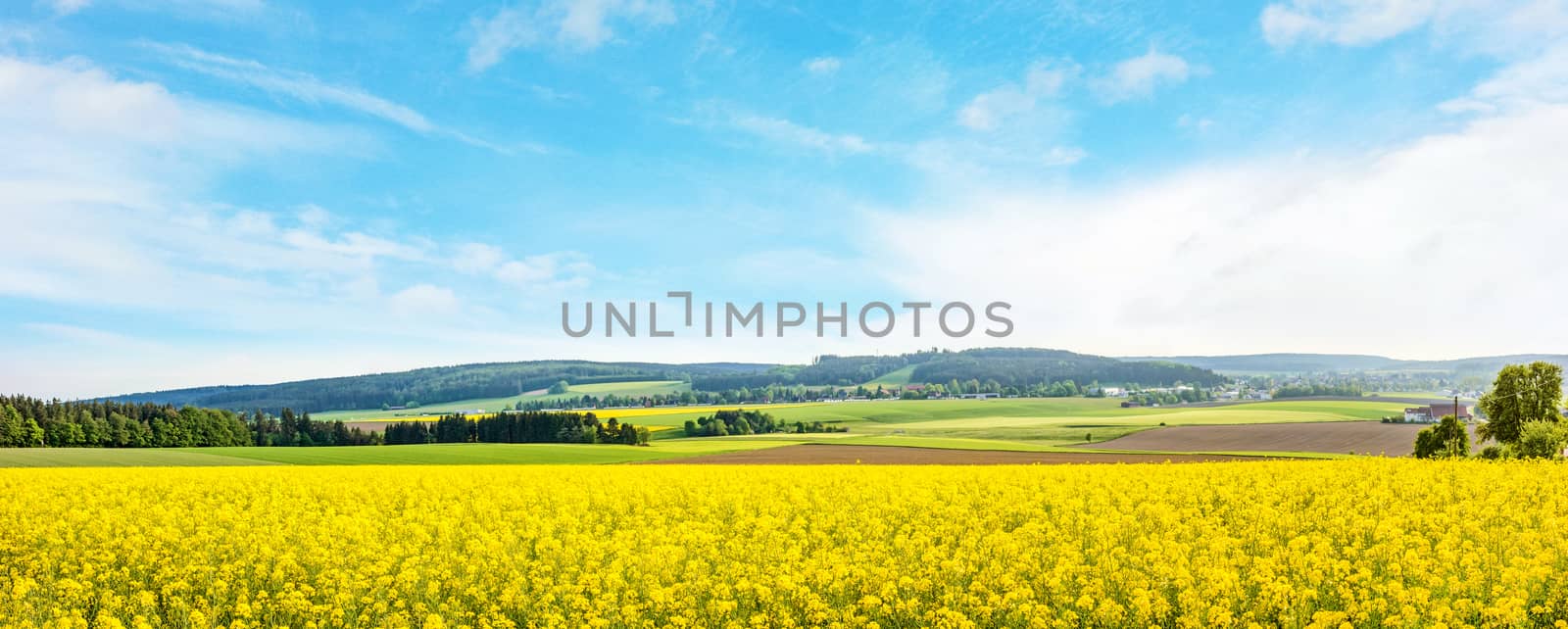 yellow canola field panorama with forest / trees and rural landscape in the background